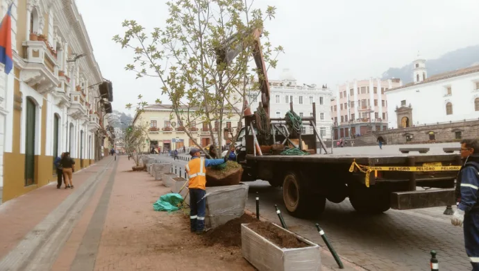 Arborización del Centro Histórico